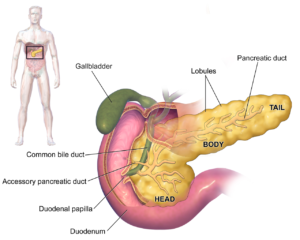 Illusrtation of human pancreas in a man