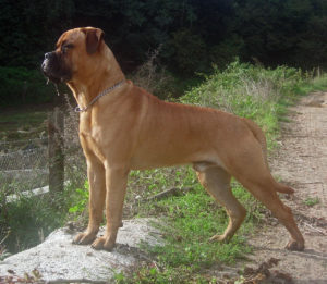 By Fausto Moreno - Image:Bullmastiff.JPG. Cropped and levels corrected by Pharaoh Hound, CC BY-SA 3.0