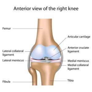 knee diagram